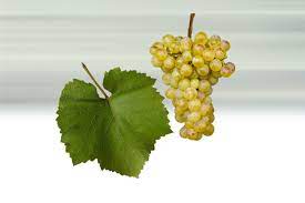 Chardonnay - Vinařství HRABAL