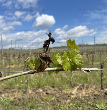 -25% ztráta | Fotopříběh jak mrazy zlikvidovaly naše vinice