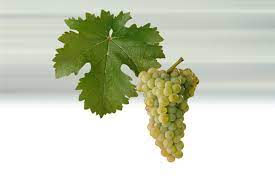 Sauvignon - Obsah zb. cukru - Suché